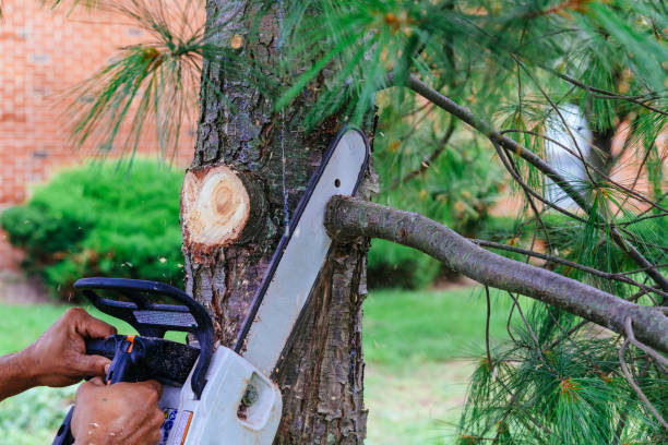 Best Hedge Trimming  in Bell Gardens, CA